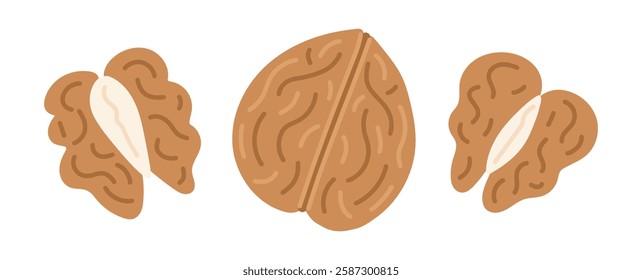 Walnut. Nuts set. Vegan food ingredients. Vector illustration isolated on white background