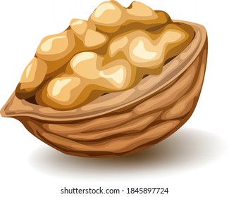 Walnut in the nutshell. Vector realistic illustration isolated on white
