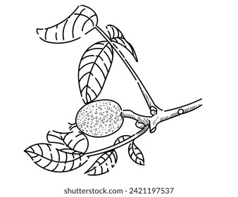 Walnut on branch with leaves hand drawn sketch for drawing book vector illustration isolated on white background
