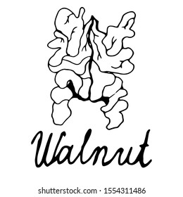 Walnut on an isolated white background hand-drawn. Black outline of walnut.