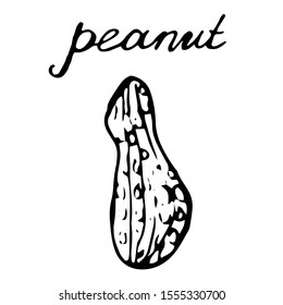 Walnut on an isolated white background hand-drawn. Black contour of peanuts.