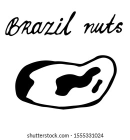 Walnut on an isolated white background hand-drawn. Black outline of a Brazil nut.
