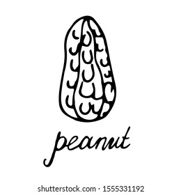 Walnut on an isolated white background hand-drawn. Black contour of peanuts.