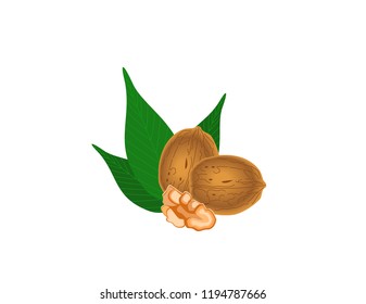 Walnut on white background