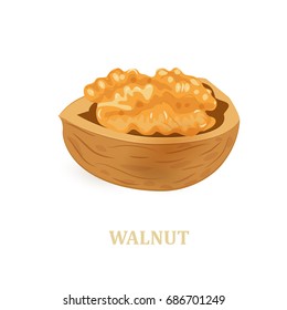 walnut on white background for your design