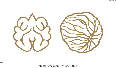 Walnut outline. Isolated walnut on white background