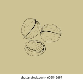 Walnut outline vector sketch illustration