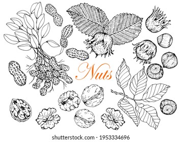 Walnut, peanut and hazelnut. Nuts whole and ripe in the skin. Leaves. Hand drawn. Stock black white drawing. Isolated on white background. Vector. Sketch. For packaging and labeling of nut products.