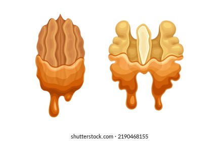 Walnut and Pecan with Dripping Chocolate or Caramel Melting Liquid Vector Set