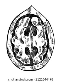 Walnut piece. Hand drawn ink sketch of nut for label template, packing or emblem farmer market design. Natural healthy food. Handwritten graphic technique, engraved illustration