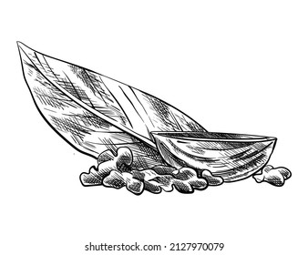 Pieza de nogal. Esbozo de tinta dibujado a mano de la tuerca para el diseño del mercado de la plantilla de etiqueta, el embalaje o el emblema. Alimentos naturales saludables. Técnica gráfica manuscrita, ilustración grabada
