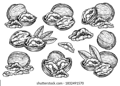 Walnut pieces set. Isolated flat open walnut with leaves sketch icons. Natural healthy food nut pieces collection. Vegetarian diet snack vector illustration
