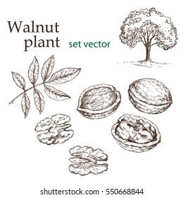 Walnut plant set. The illustration in vintage style.