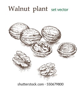 Walnut plant set. The illustration in vintage style.