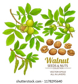 walnut plant vector