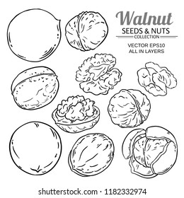 walnut plant vector