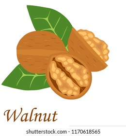 Walnut, realistic walnut on a green leaf. Flat design, vector illustration, vector.