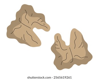 A walnut resembling a human brain
