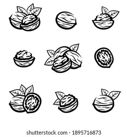 Walnut set. Collection icon walnut. Vector