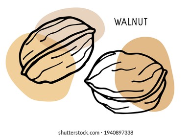 23,573 Walnut Symbol Images, Stock Photos & Vectors 