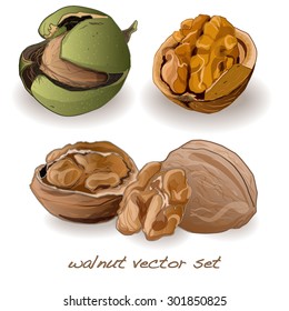 walnut set isolated