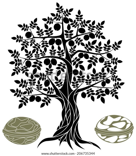 Walnut set. Isolated  walnut tree  on white\
background. EPS 10. Vector\
illustration