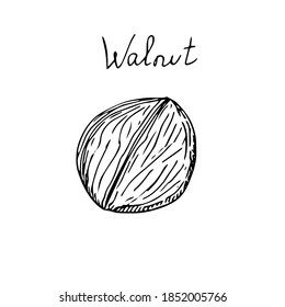 Juego de nueces con caparazón, ilustración vectorial, esbozo de dibujo manual