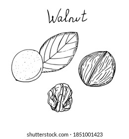 Walnut set skinned, shelled and peeled, vector illustration, hand drawing