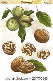 walnut set of vector color sketches on an abstract background