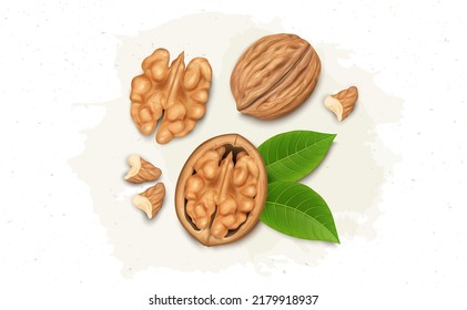 Walnut with shell and kernel from the top view vector illustration