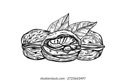 Walnut in shell and leaves monochrome vector isolated illustration. Healthy raw nuts etching drawing. Dried walnut ready to eat composition for packaging, autumn design, culinary blog.