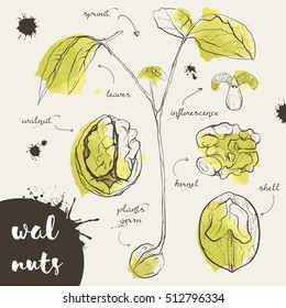Walnut sketch. Botanical drawings. Vector illustration.