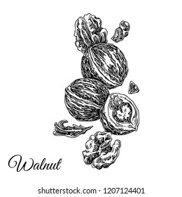 Walnut. Sketch. Engraving style. Vector illustration.