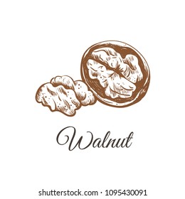 walnut sketch hand drawing. walnut vector illustration