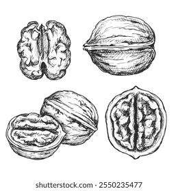 Ilustração gráfica de tinta de esboço de noz, desenho de silhueta de rascunho, preto na arte de linha branca.