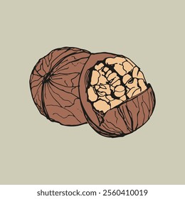 Walnut sketch outline illustration in color. Simple doodle drawing in engraving style. Hand drawn vector line art clipart