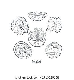 Walnut sketch vector illustration. Hand drawn walnut sketch isolated on white background.