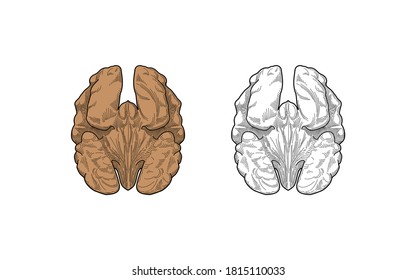 Walnut. snack - detailed drawing, realistic vector illustration