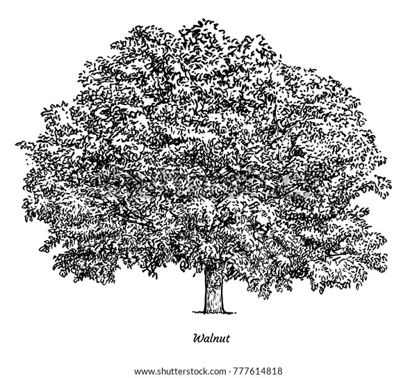 Walnut Tree Illustration Drawing Engraving Ink Stock Vector (Royalty