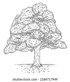 Walnut tree with leaves. Vintage engraving vector black monochrome illustration. Isolated on white background. Hand drawn design ink