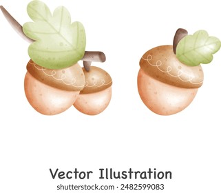 Walnut Tree Oak. Isolated colored autumn nut. Acorn vector illustration closeup isolated on white background. Autumn holidays. Vector Illustration.