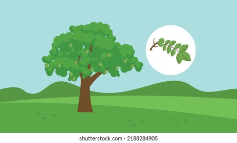 walnut tree on the background of the field