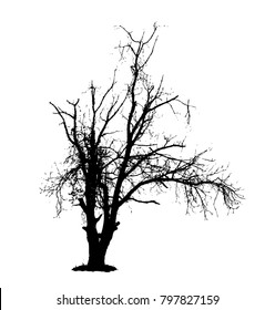 Walnut tree silhouette, vector illustration isolated on white 