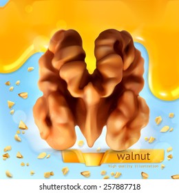 Walnut, vector background