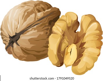 Walnut vector dryfruit akhrot Food