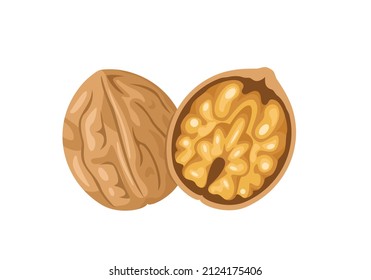 Walnut vector flat icon. Cartoon illustration of whole nut in shell and kernel.