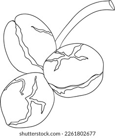 Walnut. Vector hand drawn nuts. Coloring pages with different sort of nuns.