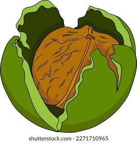 Walnut. Vector hand drawn nuts. Colored illustration with different sort of nuns.
