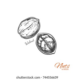 Walnut. Vector  Hand drawn  objects . Isolated on white. Sketch style