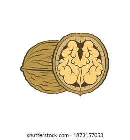Walnut. Vector illustration in color.